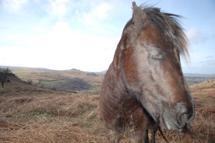 Horse